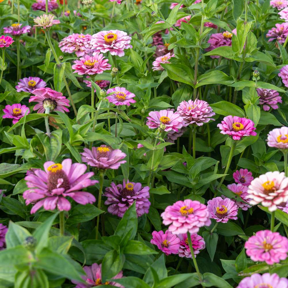 Zinnia 'Benarys Giant Bright Pink' (frø)